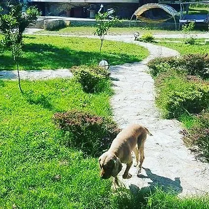 Mihricem Hotel Mesudiye